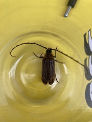 Prionoplus reticularis