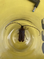 Prionoplus reticularis