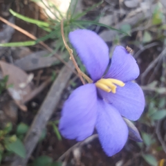 Cheiranthera linearis