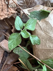 Parietaria pensylvanica