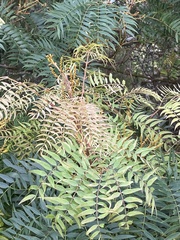 Acacia elata