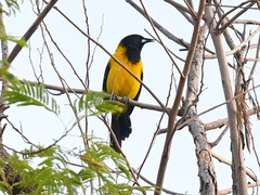 Icterus graduacauda