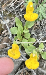 Calceolaria polyrhiza