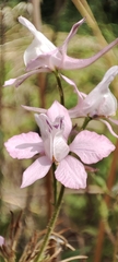 Delphinium ajacis