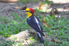 Melanerpes flavifrons
