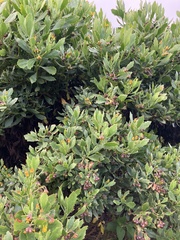 Osteospermum moniliferum