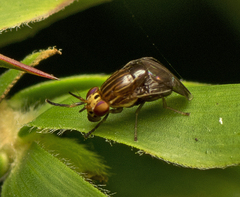 Steganopsis melanogaster