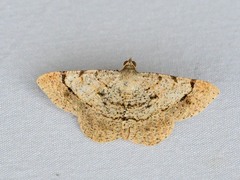 Frederickia flaviterminata