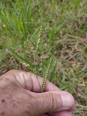 Urochloa