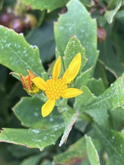 Osteospermum moniliferum