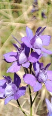 Delphinium ajacis