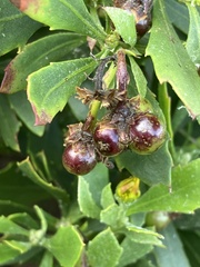 Osteospermum moniliferum