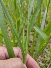 Urochloa