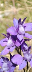 Delphinium ajacis