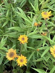 Xerochrysum bracteatum