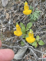 Calceolaria polyrhiza