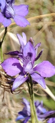 Delphinium ajacis