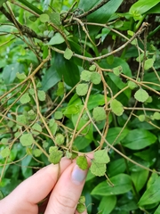 Streblus heterophyllus