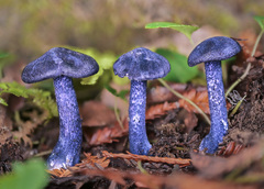 Entoloma subcarneum