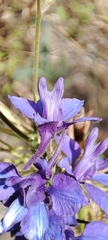 Delphinium ajacis