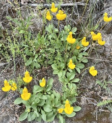 Calceolaria polyrhiza