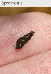 Melanoides tuberculata