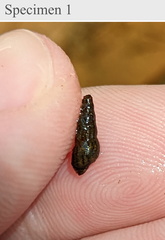 Melanoides tuberculata