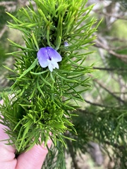 Psoralea pinnata