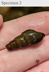 Melanoides tuberculata