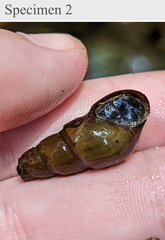 Melanoides tuberculata