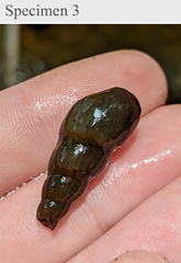 Melanoides tuberculata