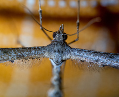 Anstenoptilia marmarodactyla