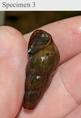 Melanoides tuberculata