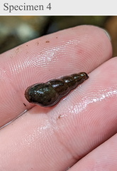 Melanoides tuberculata