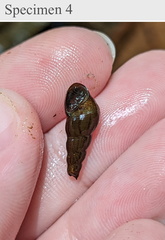 Melanoides tuberculata