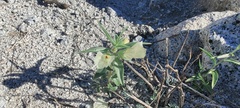 Mohavea confertiflora