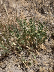 Astragalus megacarpus