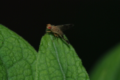 Tephritis bardanae