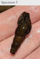 Melanoides tuberculata