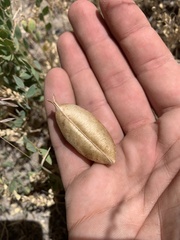 Astragalus megacarpus