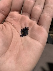 Astragalus megacarpus