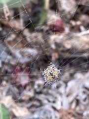 Gasteracantha