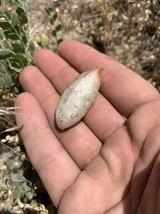 Astragalus megacarpus