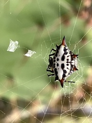 Gasteracantha sanguinolenta
