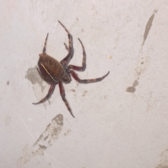 Eriophora edax