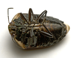 Coleotichus artensis