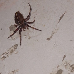 Eriophora edax