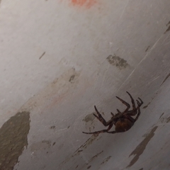 Eriophora edax