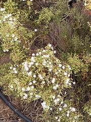 Frankenia portulacifolia, photograph author not stated, no rights reserved