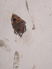 Eriophora edax